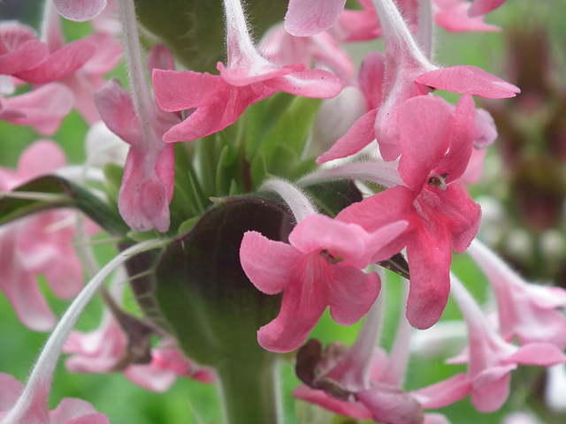 Morina Longiflora