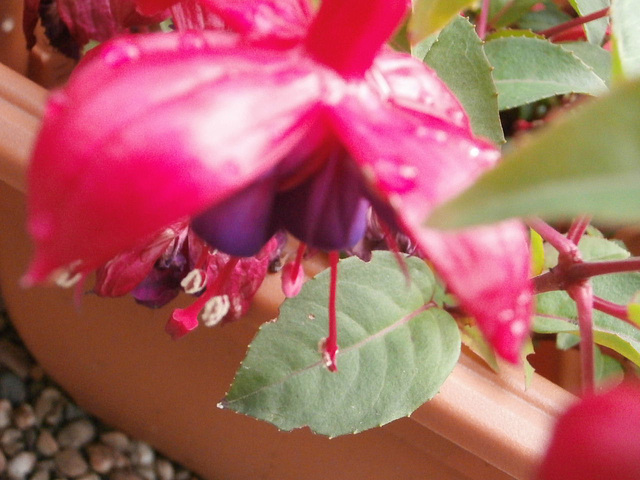 The fuschias are coming along