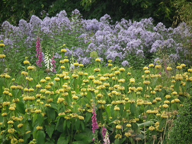 Yellow Blue planting