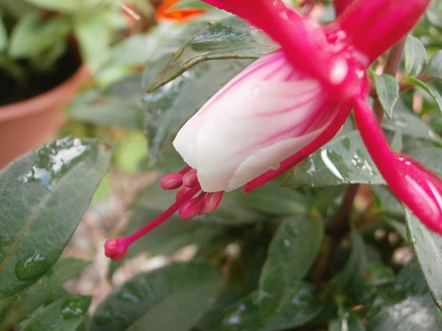 A new fuschia has bloomed