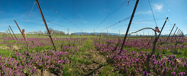 Fleurs dans les vignes (8 im. ~100°)