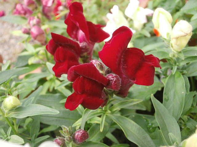 The antirrhinum red is wonderful