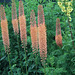 Orange Spikes