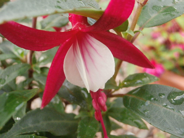 Gorgeous fuschia flower