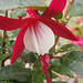 Gorgeous fuschia flower