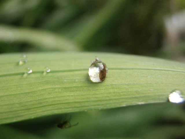 Beads of rain