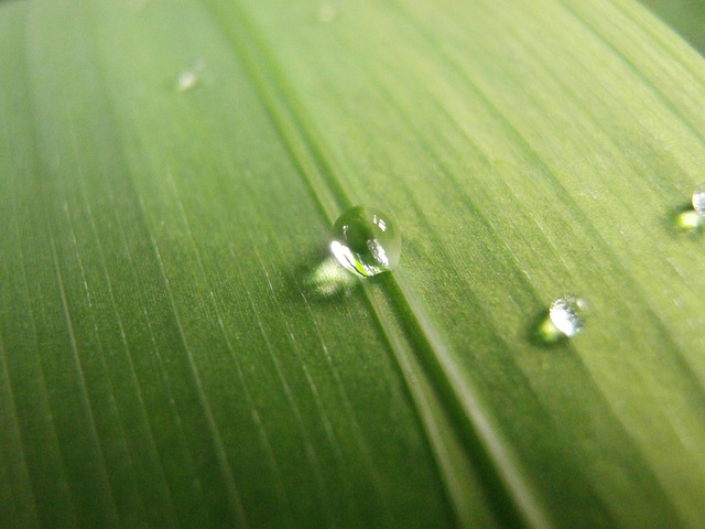 So delicate beads of rain