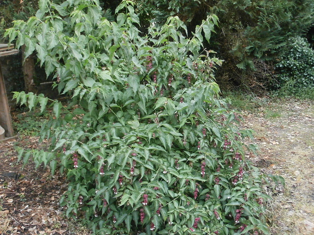 My Himalayan Honeysuckle bush - it's big