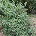 My Himalayan Honeysuckle bush - it's big