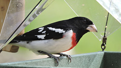 Rose-breasted Grosbeak