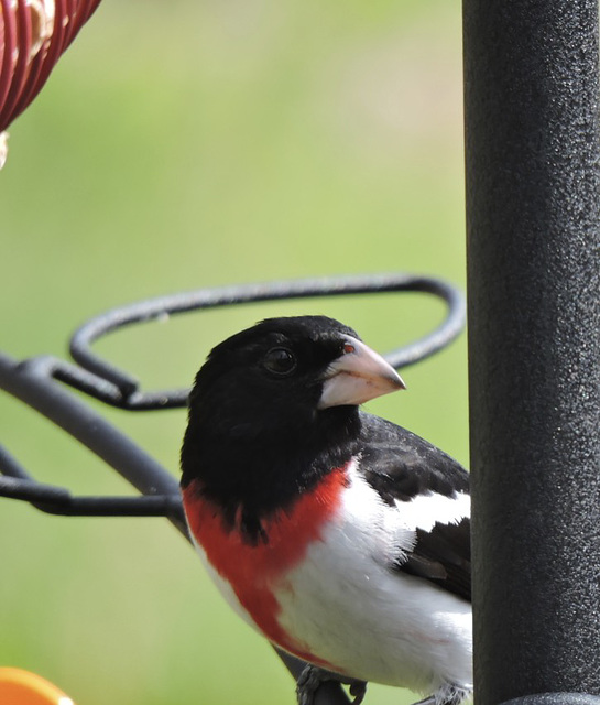 Rose-breasted Grosbeak