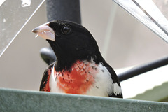 Rose-breasted Grosbeak