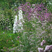 Planting at Harlow Carr