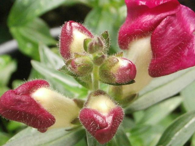 The new buds of the snap dragons