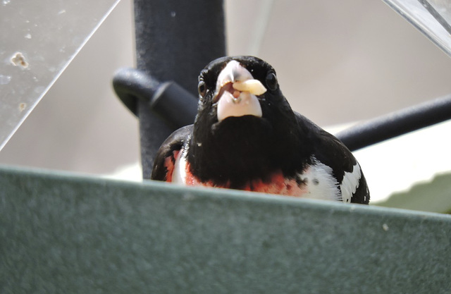 Rose-breasted Grosbeak