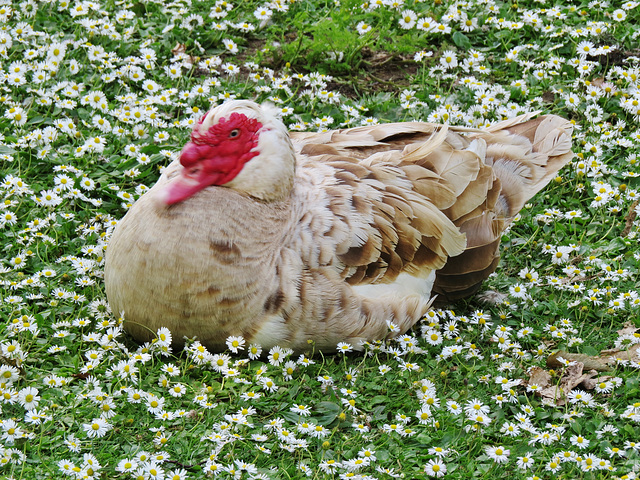 duck at valentines park, ilford, london