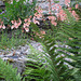 Ferns and Mimulus on the Rockery