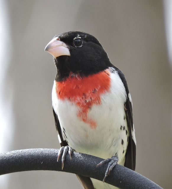Rose-breasted Grosbeak