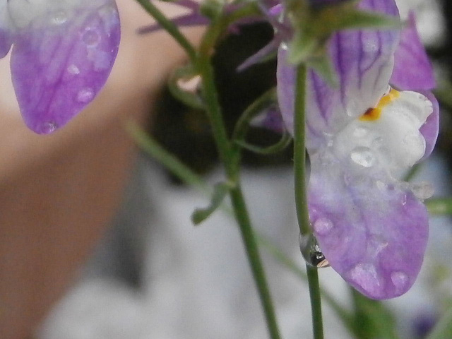 Tiny raindrops on the wild flower