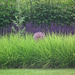 Great use of grasses in planting