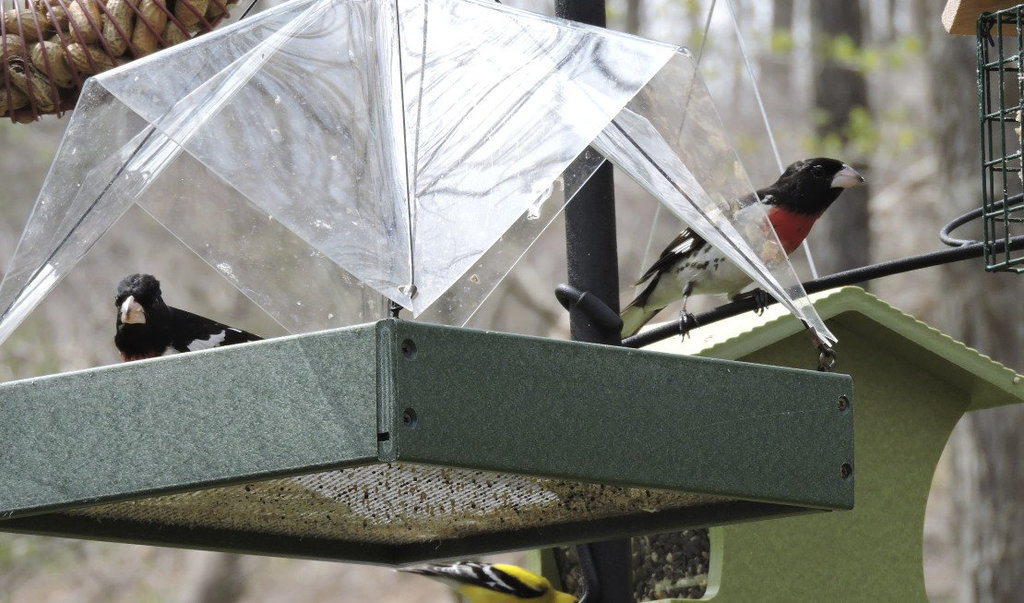 Rose-breasted Grosbeak