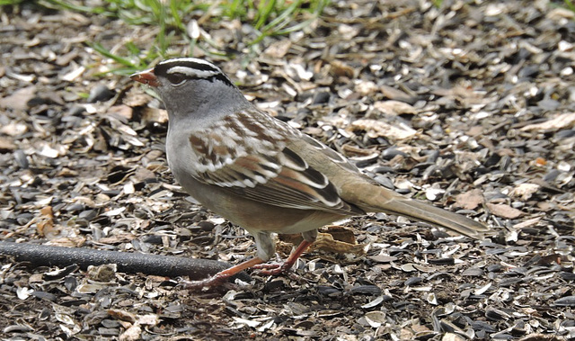 White-crowned Sparrow