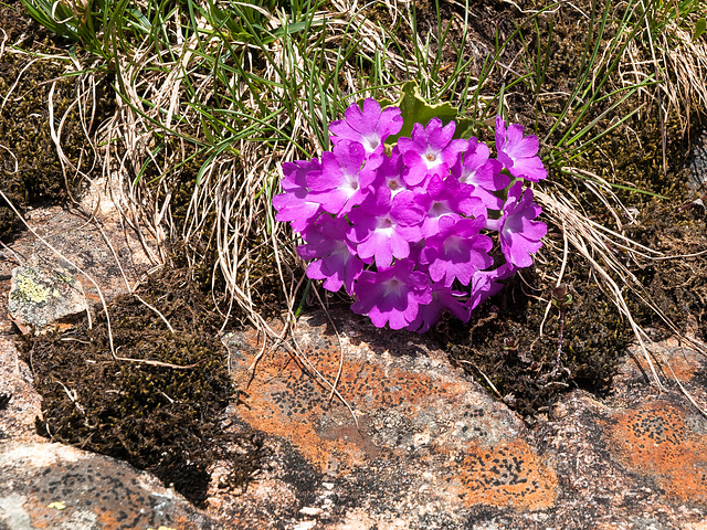 Primula hirsuta - 2009-06-04-_DSC5383