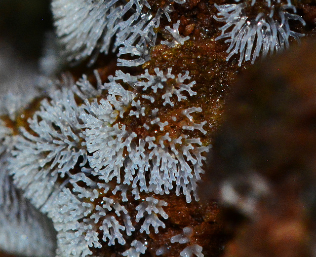 Slime Mould....possibly Ceratiomyxa fruiticulosa