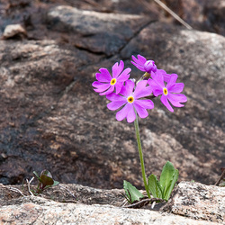 Primula farinosa - 2009-06-04-_DSC5340