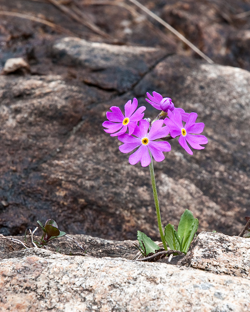 Primula farinosa - 2009-06-04-_DSC5340