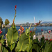 Pont des Bergues et Promenade du Lac (6 images)