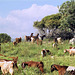 Herd of Goats