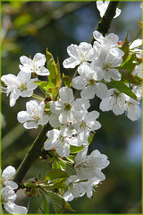 Fleur de pomme