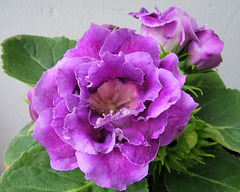 Gloxinia