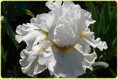 Iris blanc