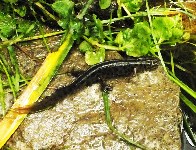 Smooth Newt Lissotriton vulgaris - Male I think.