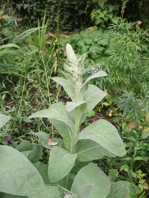 The strange plant - looking forward to seeing what it's going to look like