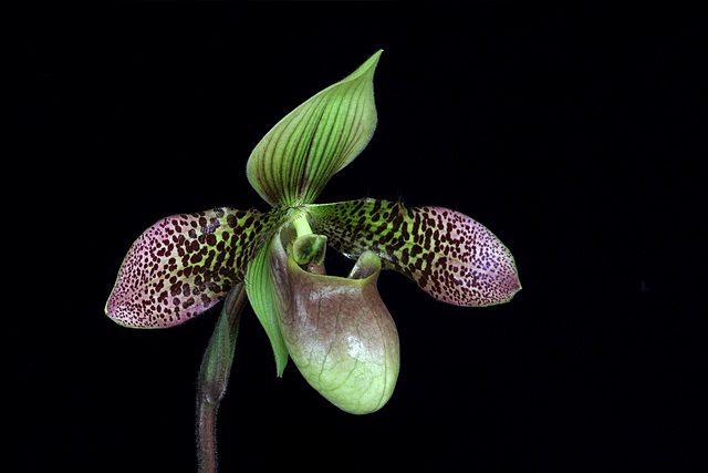 Paphiopedilum China Dragon