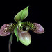 Paphiopedilum China Dragon