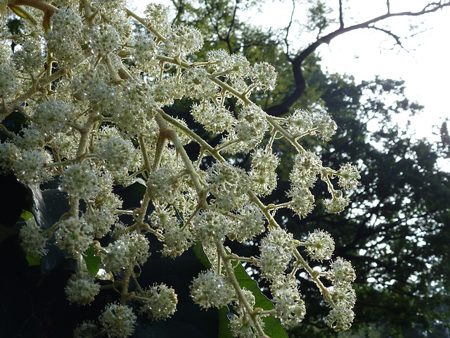 Botanical Gardens flowers