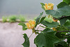 BESANCON: Un Tulipier de Virginie ( Liriodendron tulipifera ) - 03.