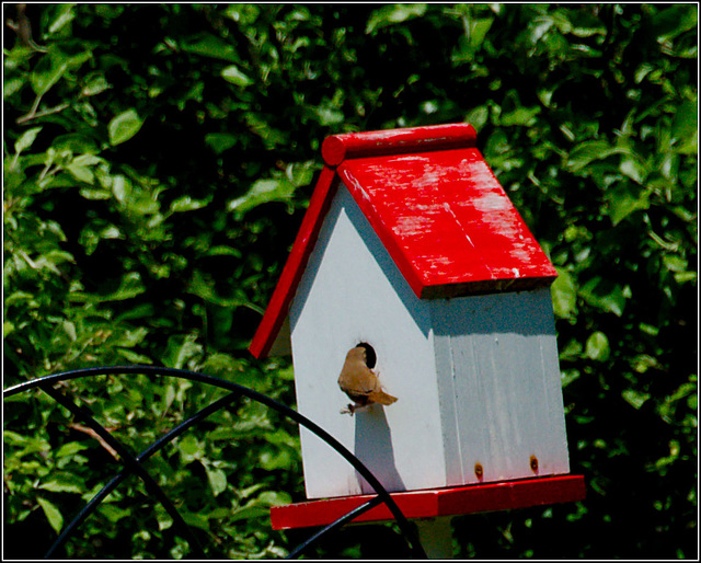 Wren at House