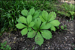 Jardin chinois-Rodgersia  (9)