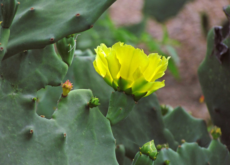 Opuntia Flower