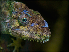 Buntleguan / Polychrus marmoratus / Common Monkey Lizard