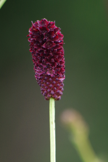 fleur de ? Pimprenelle.