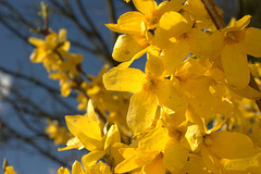 Forsythia