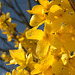 Forsythia