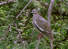 White-winged Dove