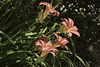 Daylilies